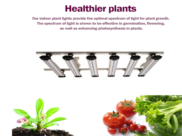 400W led grow light-Shenzhen Epochshine Electronics Co.,Ltd